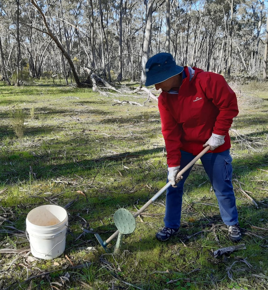 DIgging out a wheel cactus