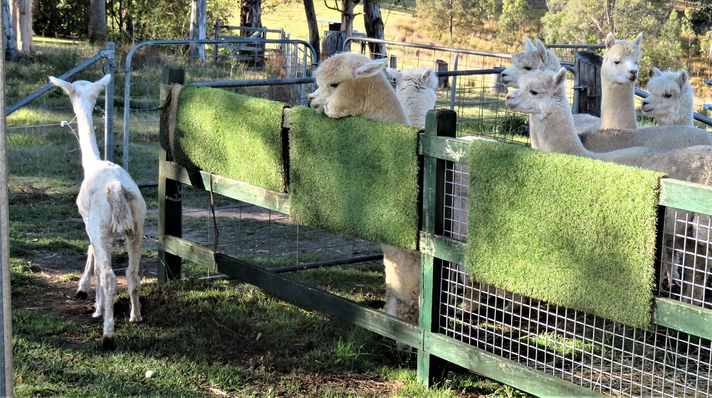 Alpacas