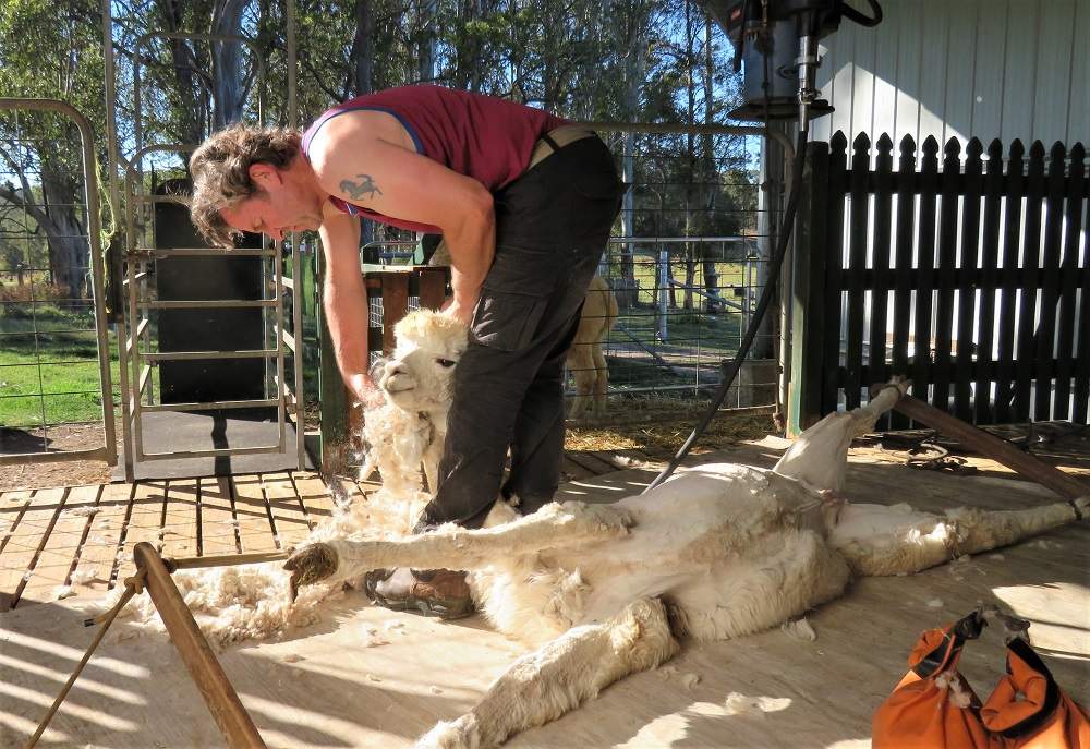 Alpaca shearing