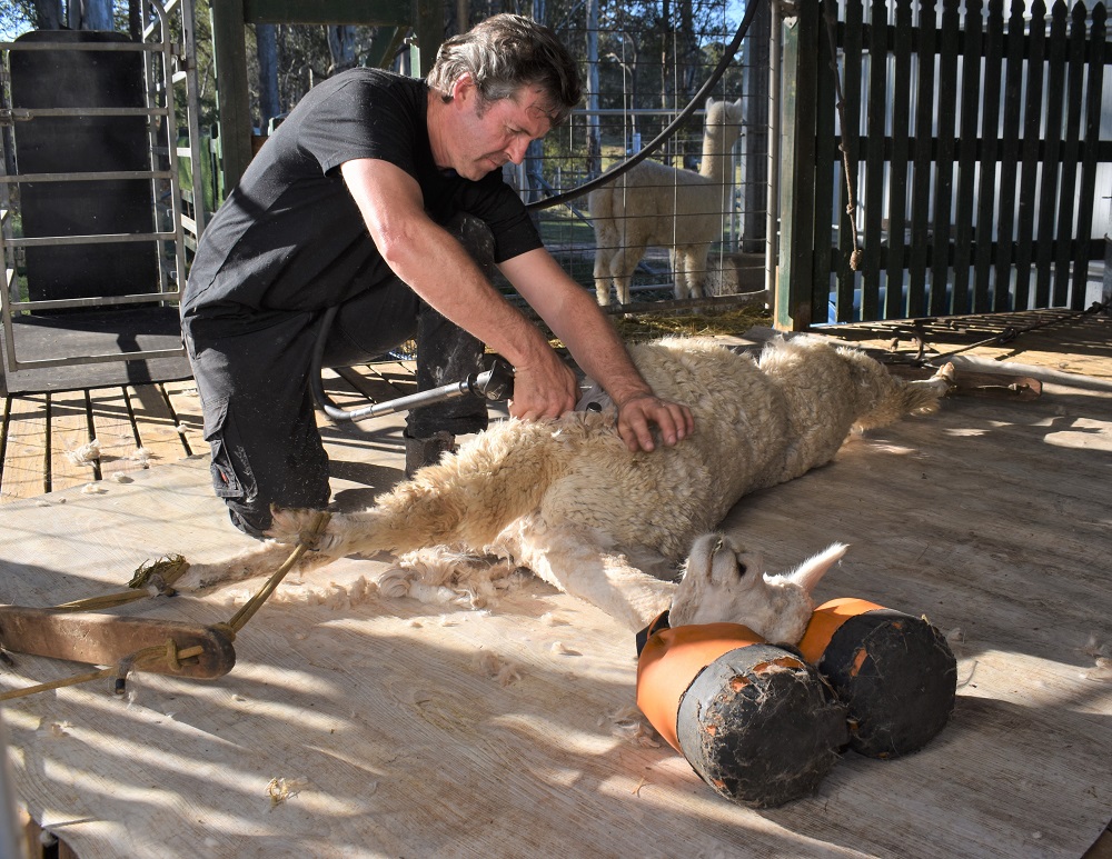 Alpaca shearing