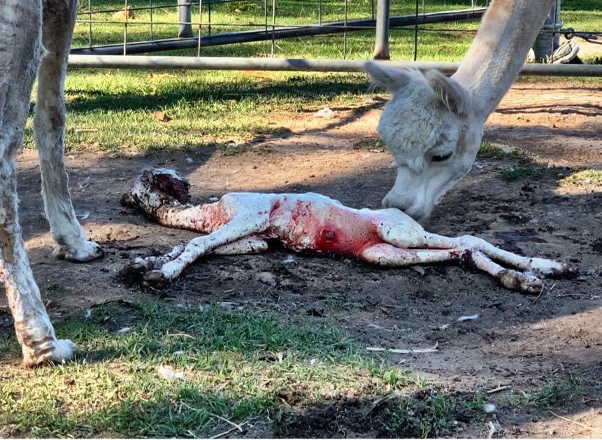 Alpaca birth