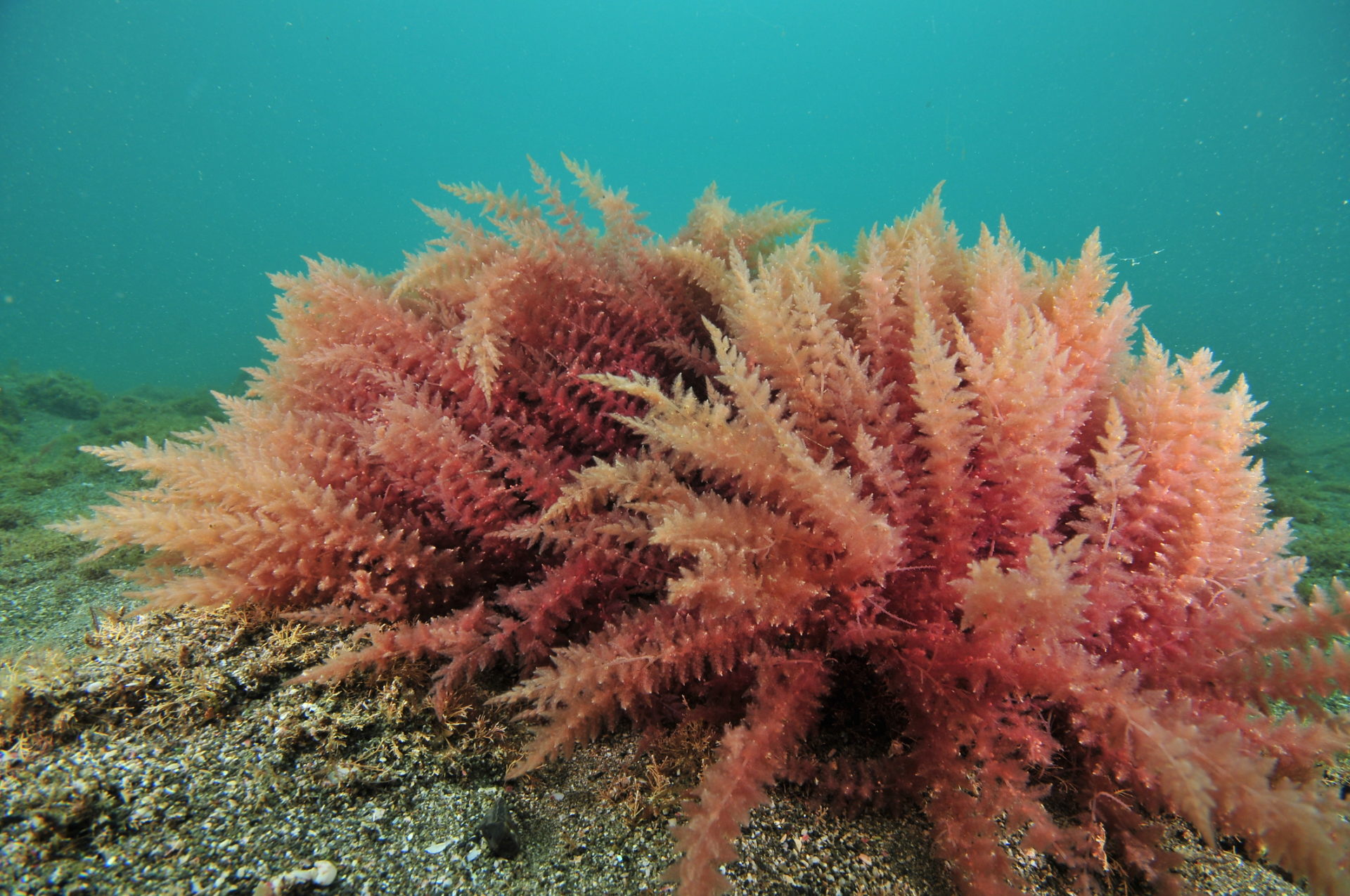 Red seaweed. Photo: Daniel Poloha