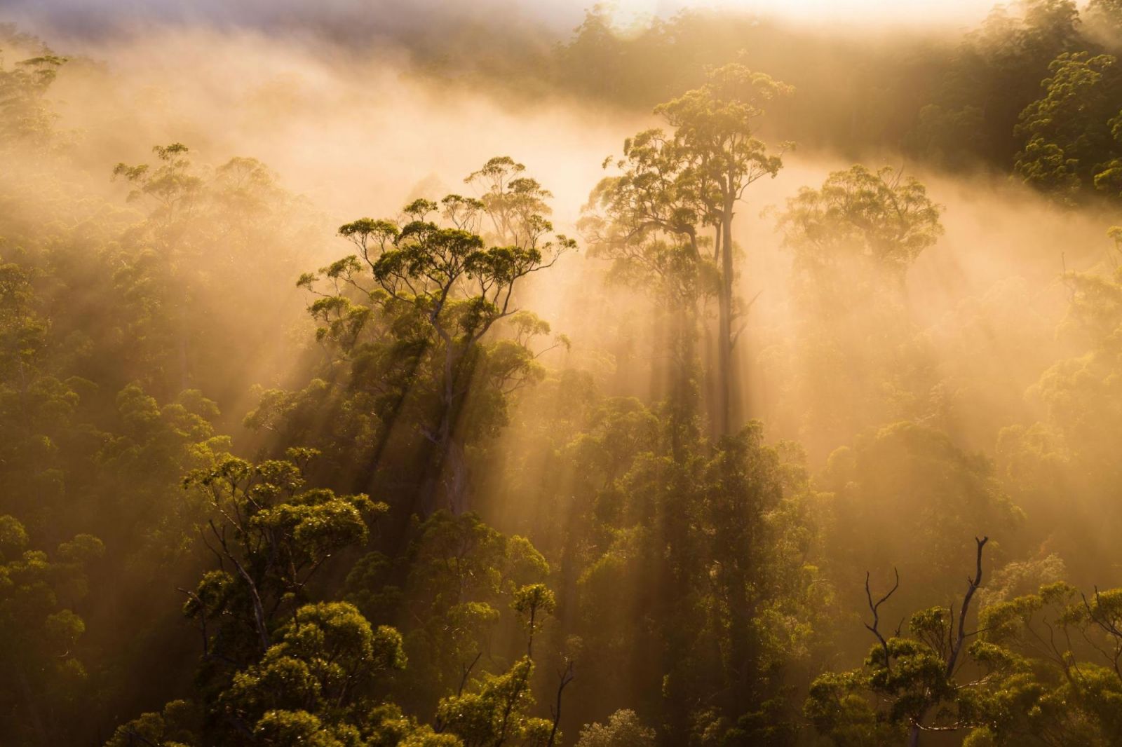 Source: Forest Practices Authority Tasmania