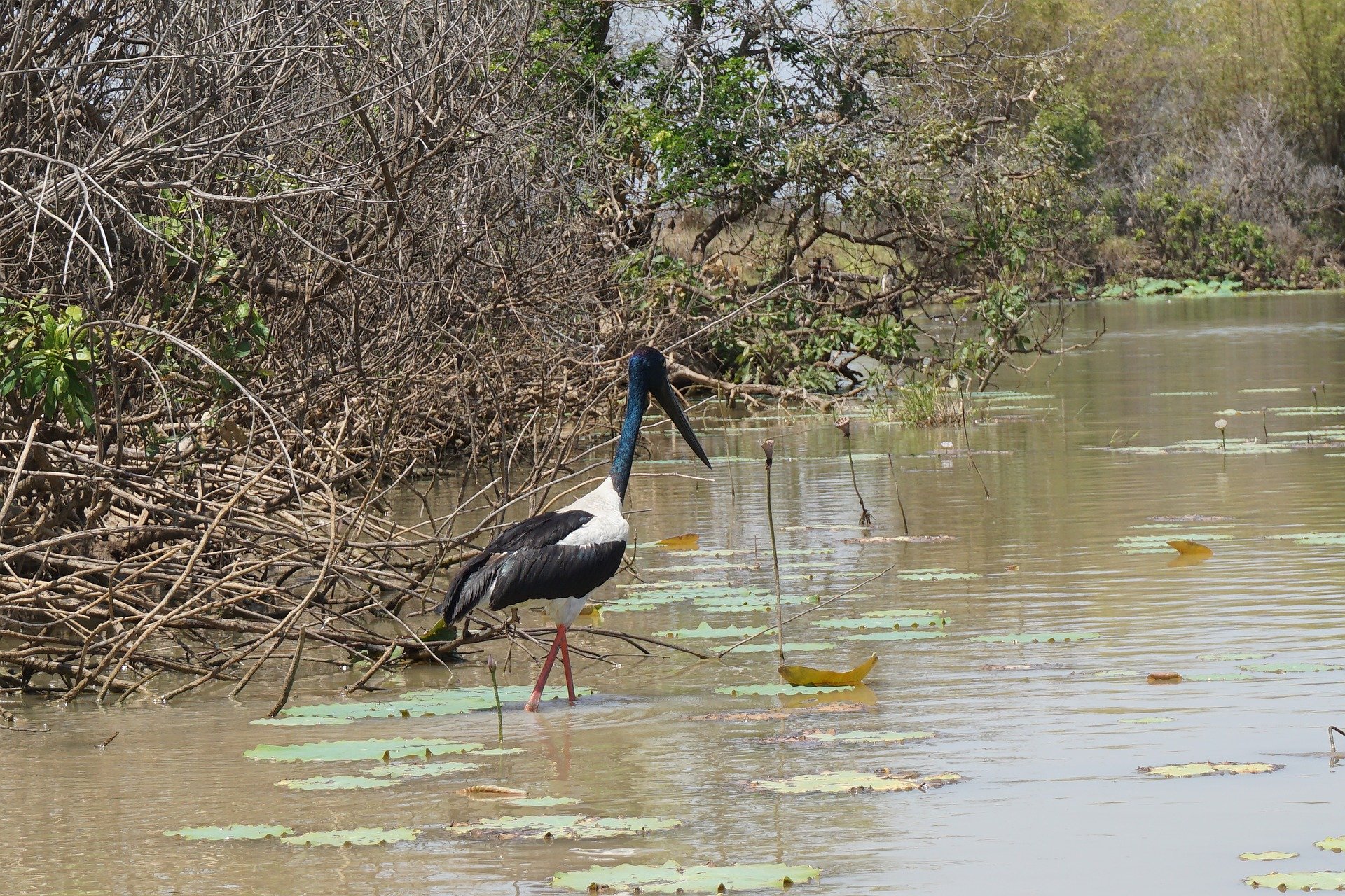 Jabiru