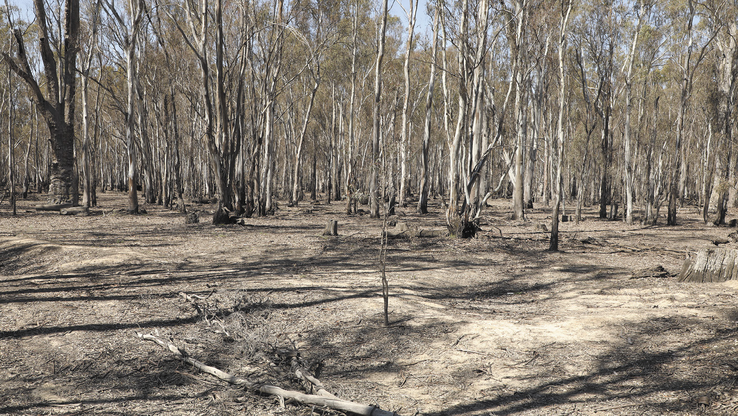 Watered forest