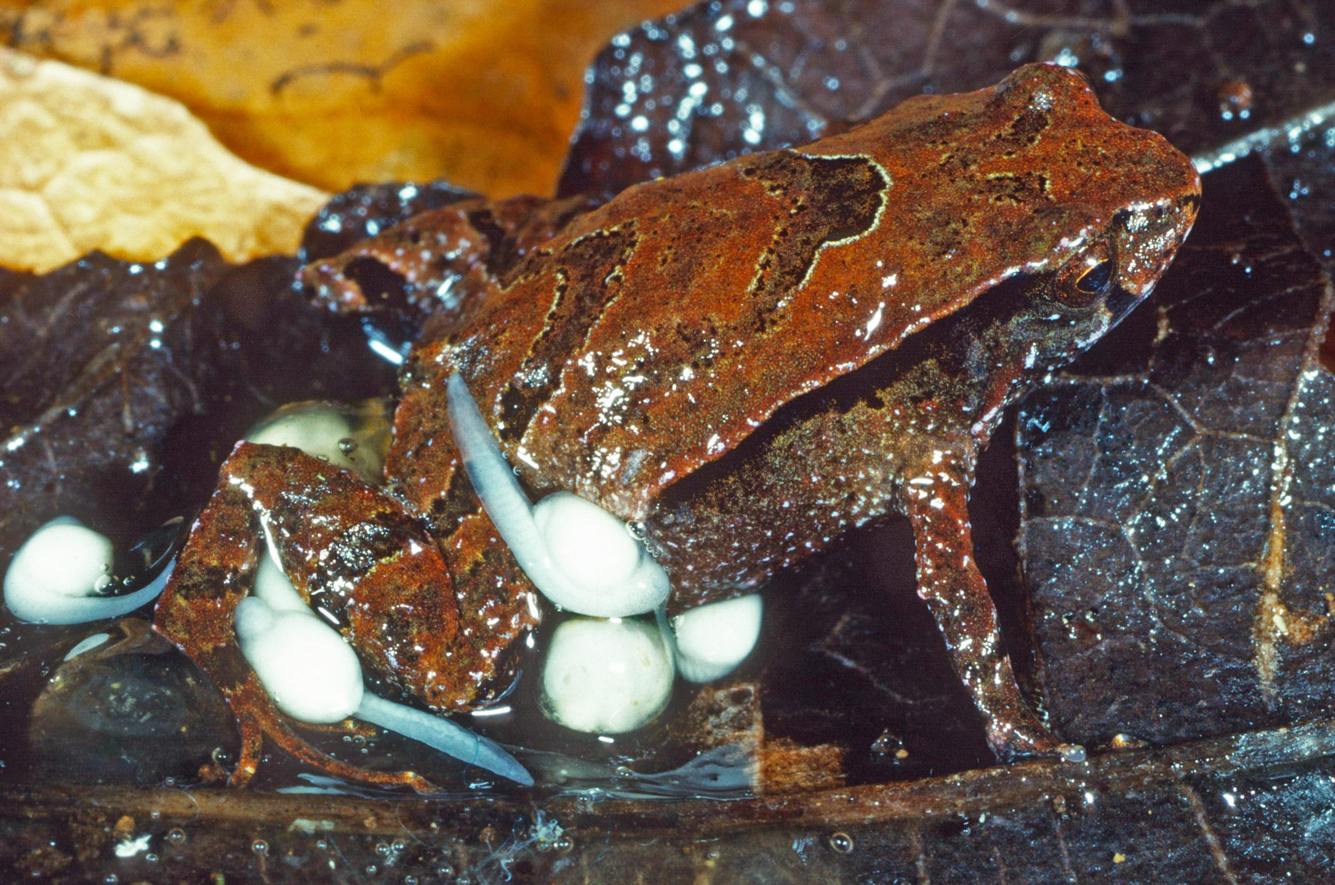 Assa wollumbin with tadpoles