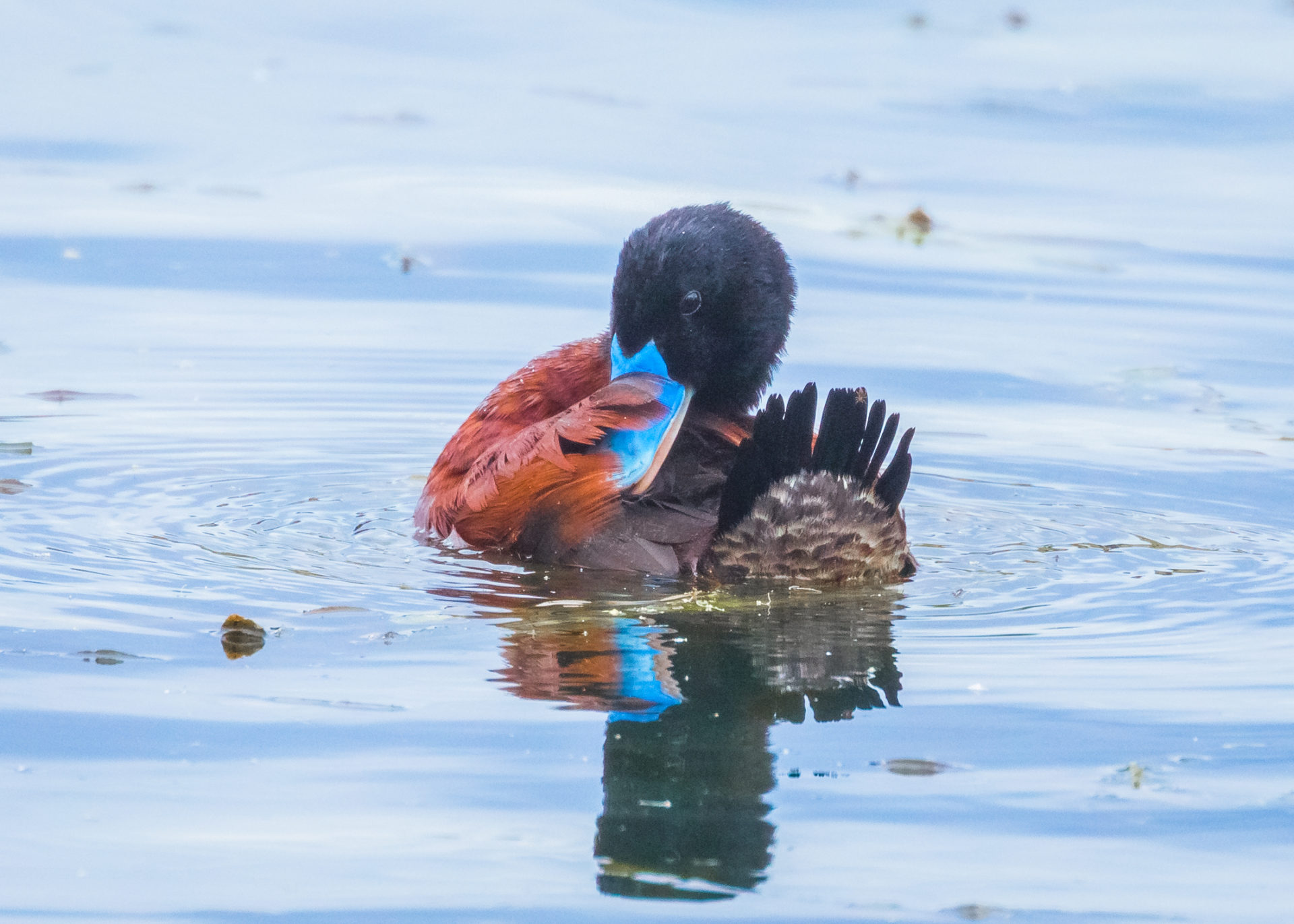 Blue billed duck Photo: Nalina Scarfe