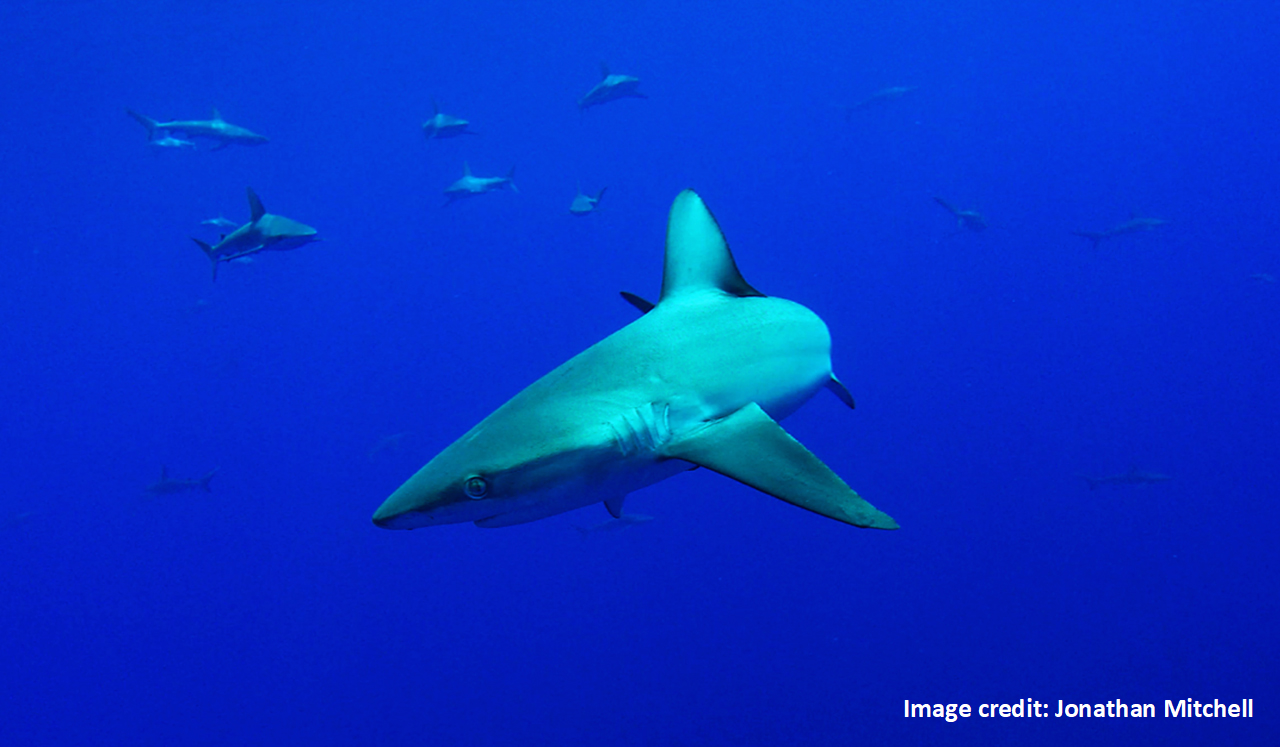 Galapagos shark