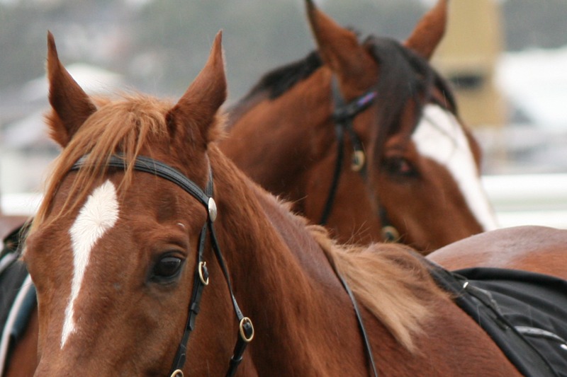 Horses