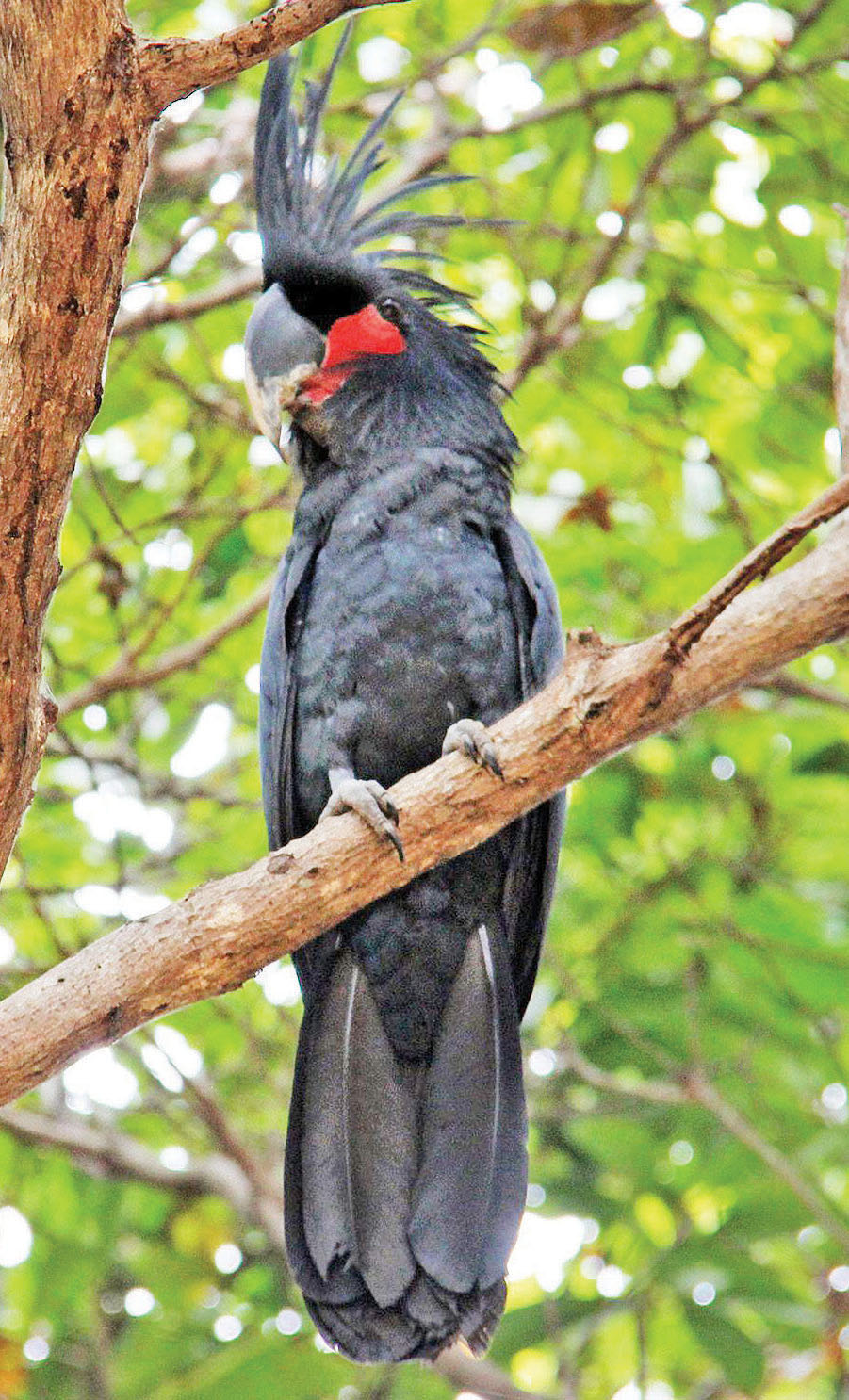Palm cockatoo