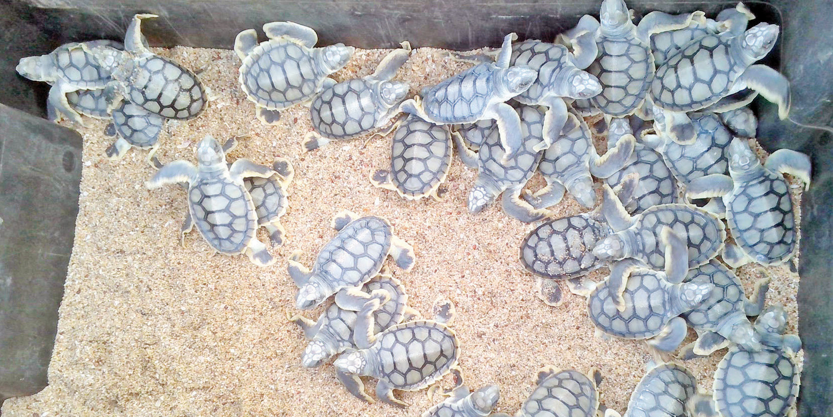 Hatchlings