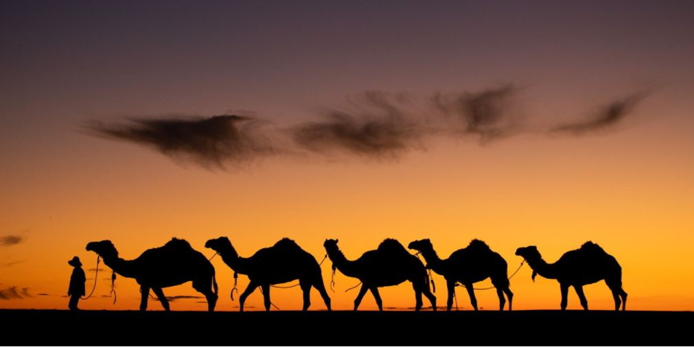 Camel trek