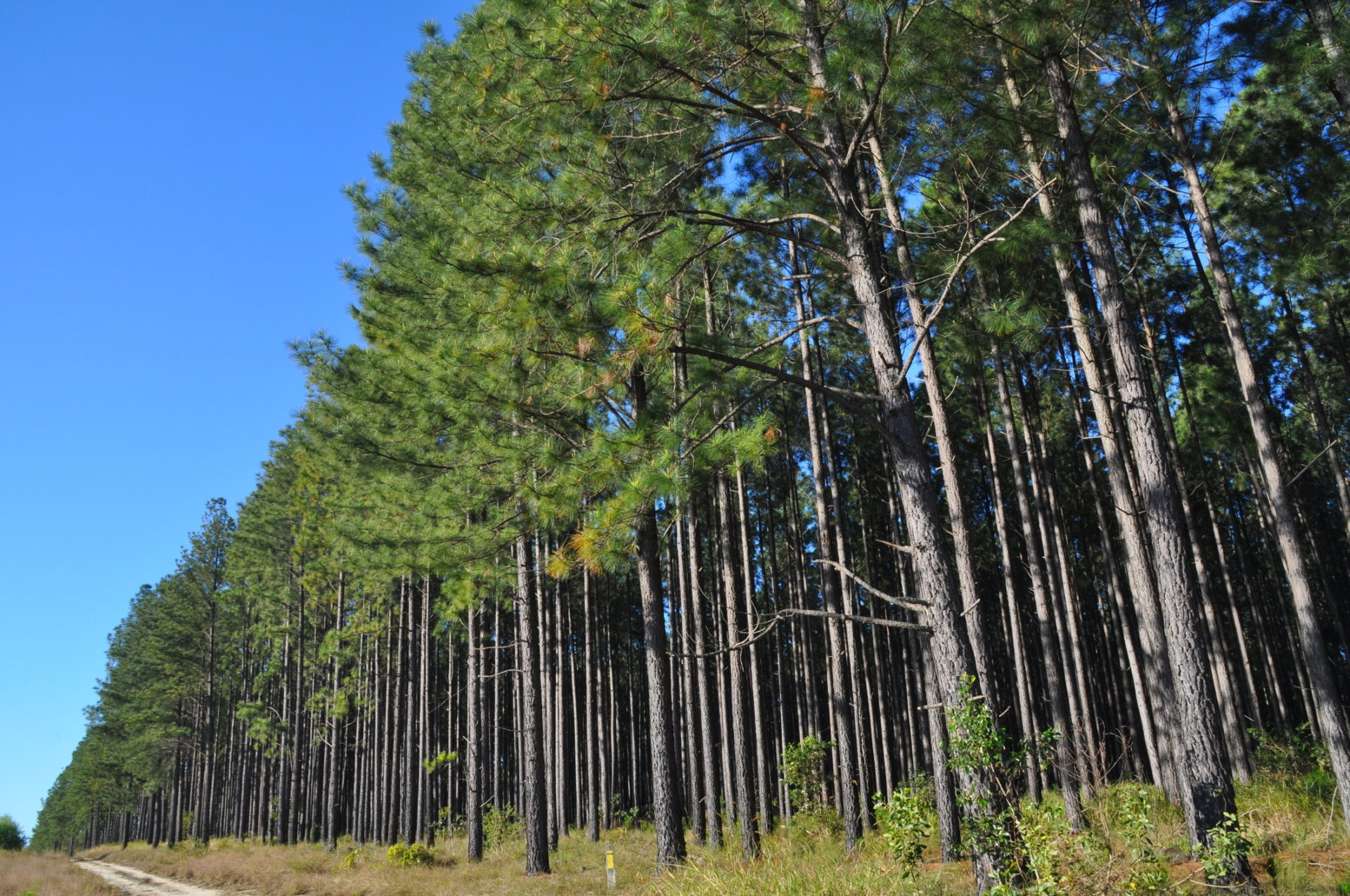 Pine plantation