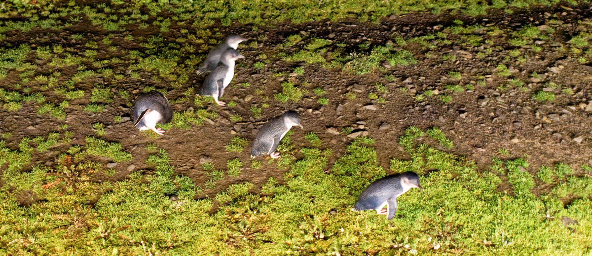 Little penguins at night on Phillip Island