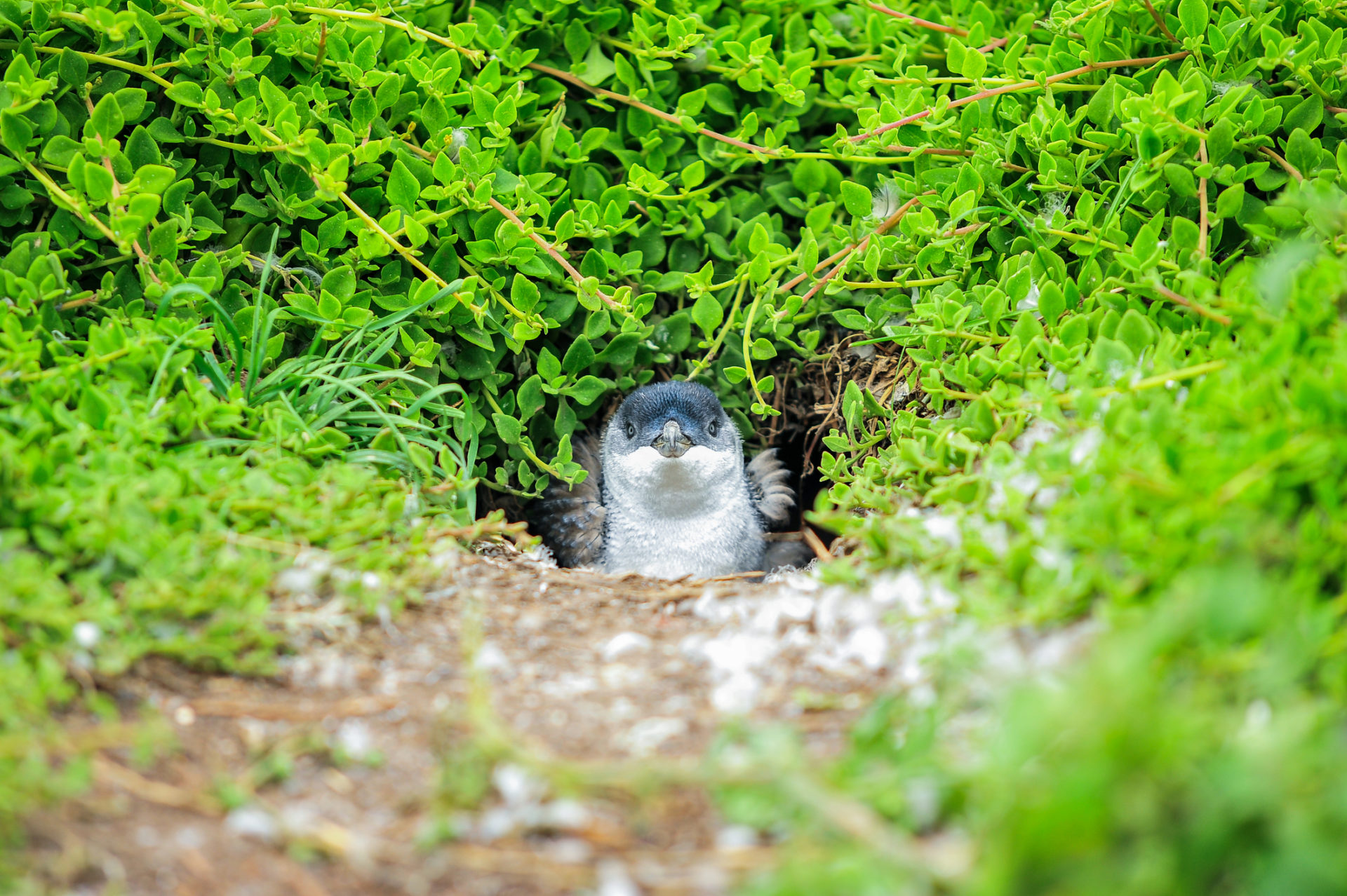 Little penguin in hole