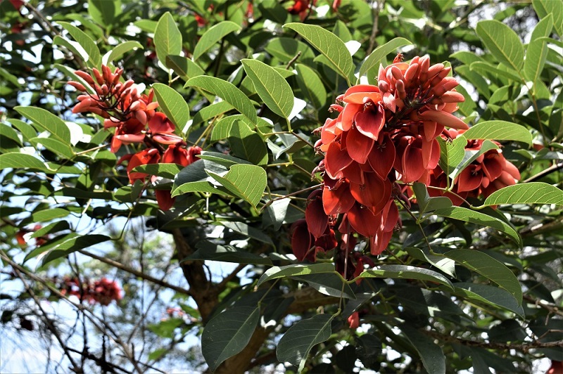 Coral tree flower