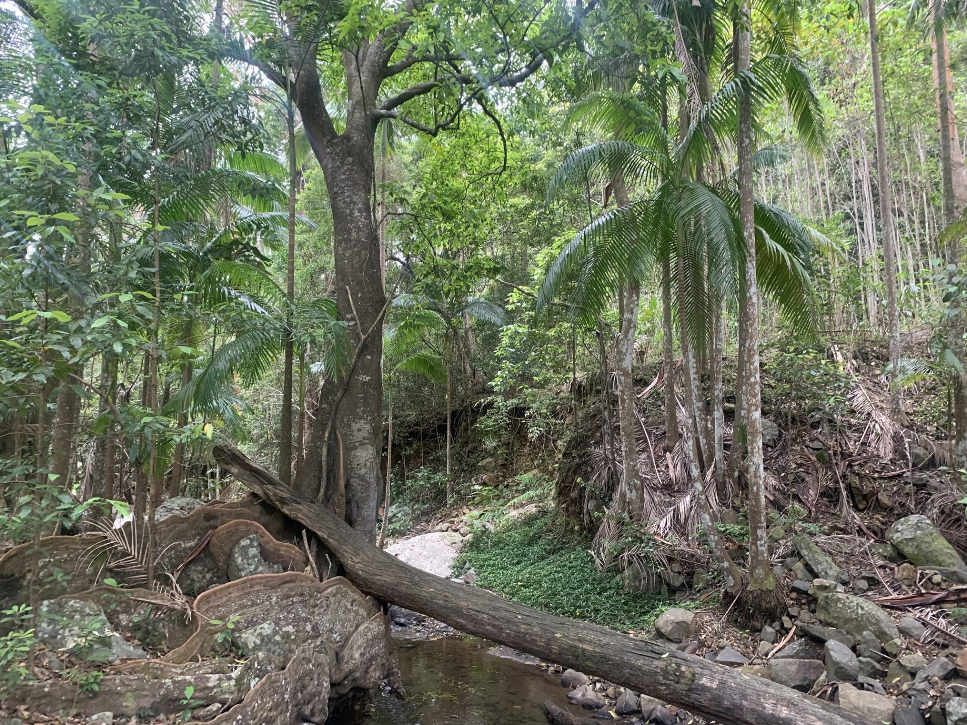 Habitat of the Assa Wollumbin Photo: D McHugh