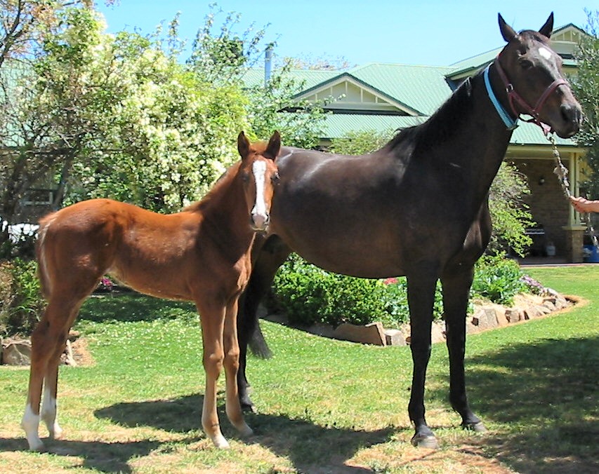 Tiffany’s Best and Aronhanui as a yearling.