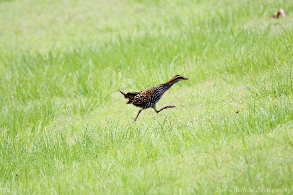 Buff banded rail bird