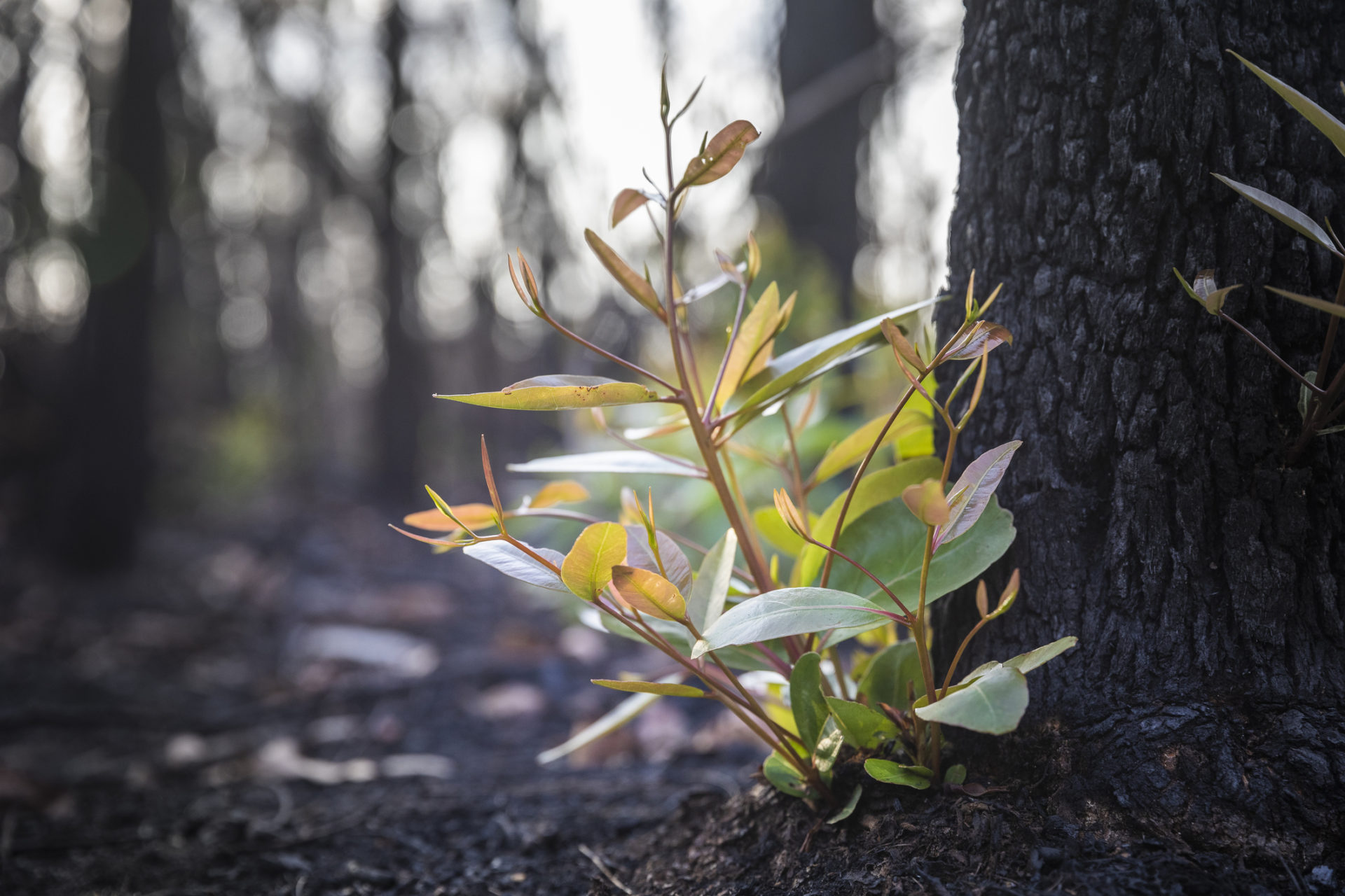 Regeneration after bushfire