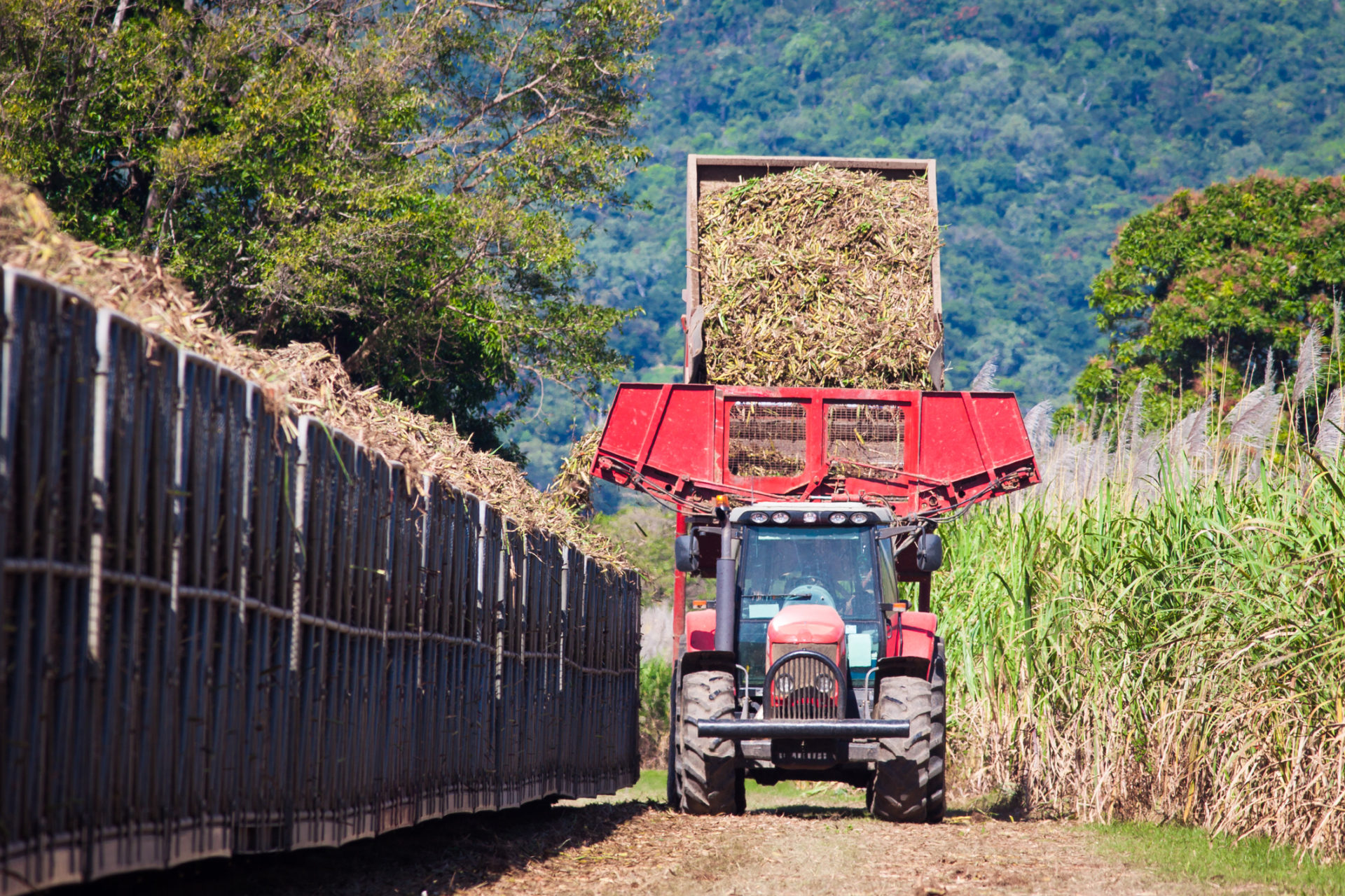 cane harvest