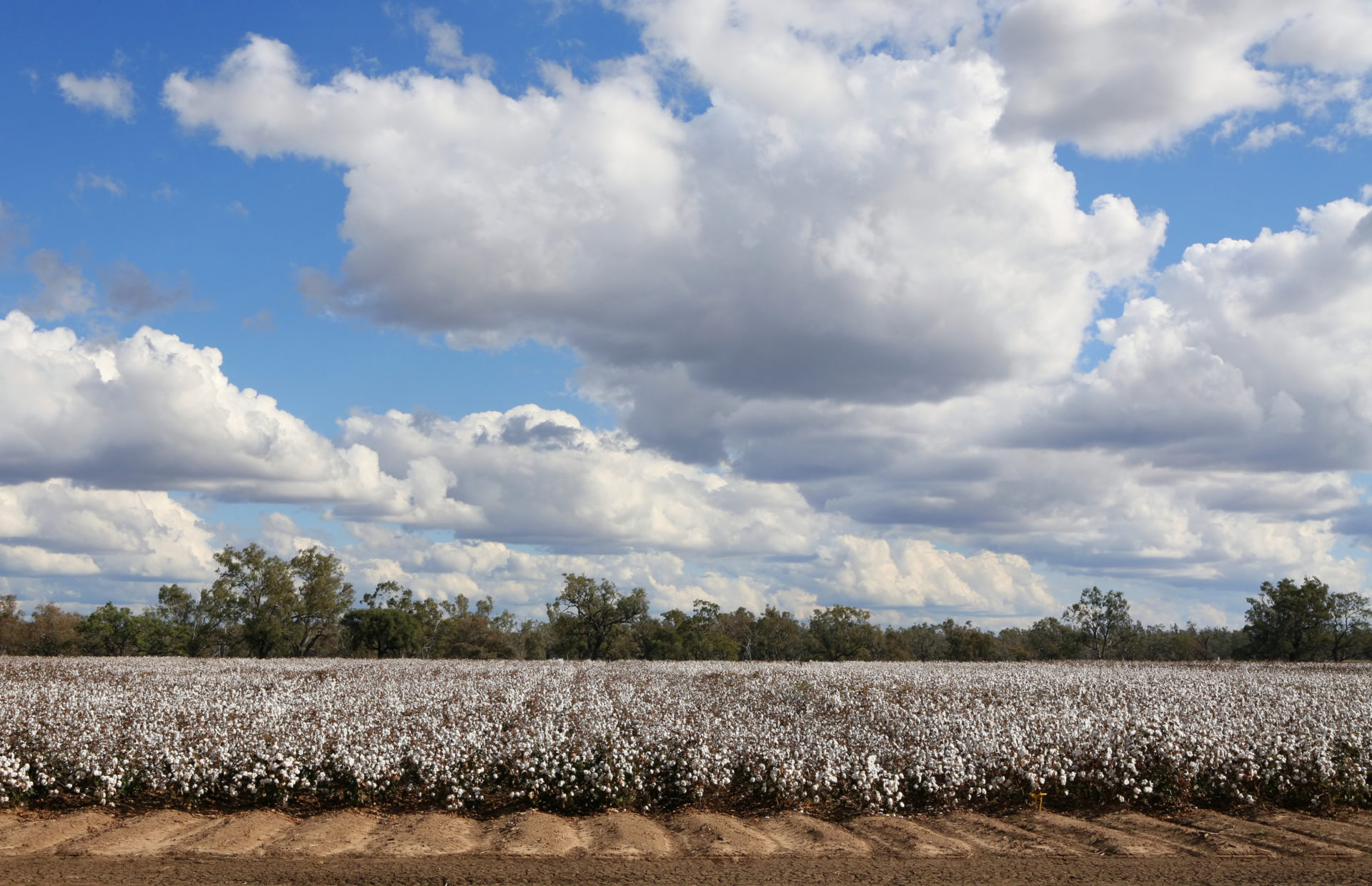Cotton farm
