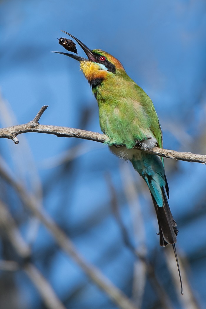 Rainbow Bee Photo: Hayley Alexander