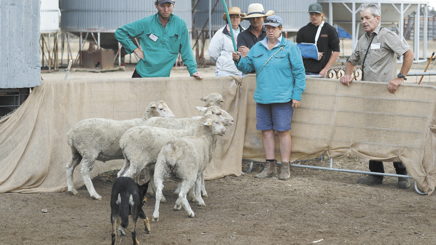 Working Rosie the sheepdog
