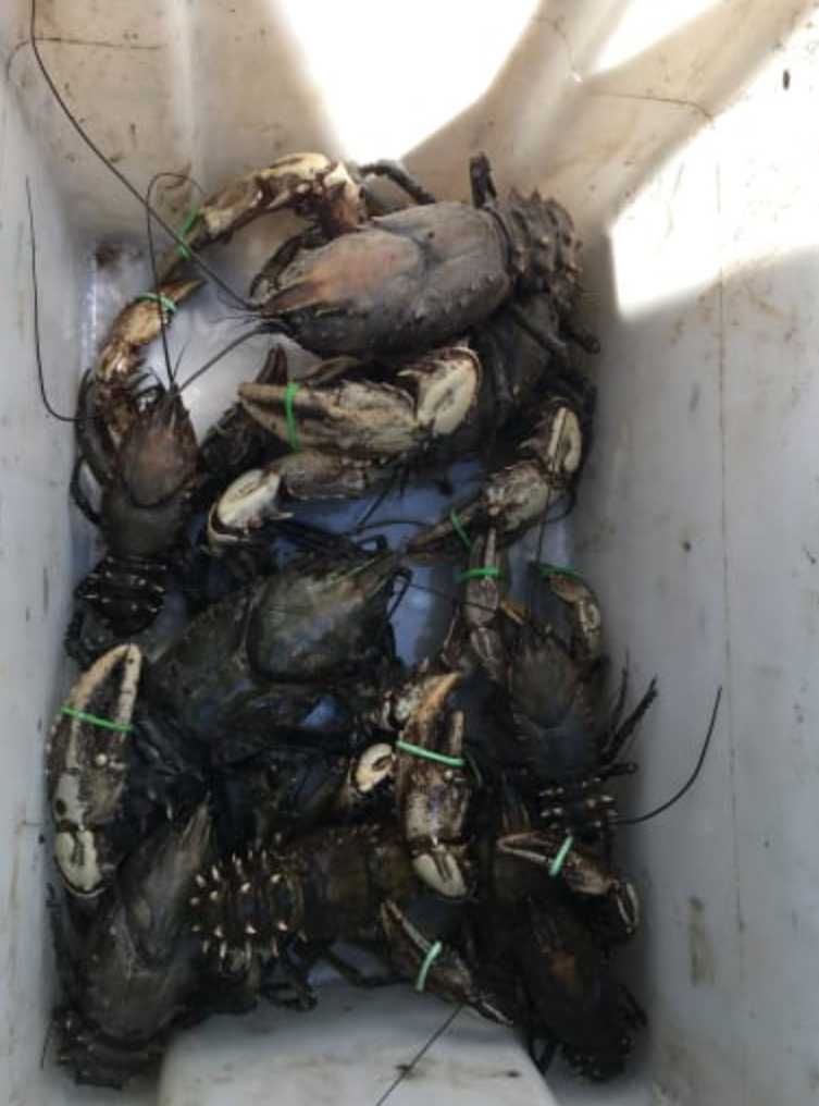 Blackened crayfish