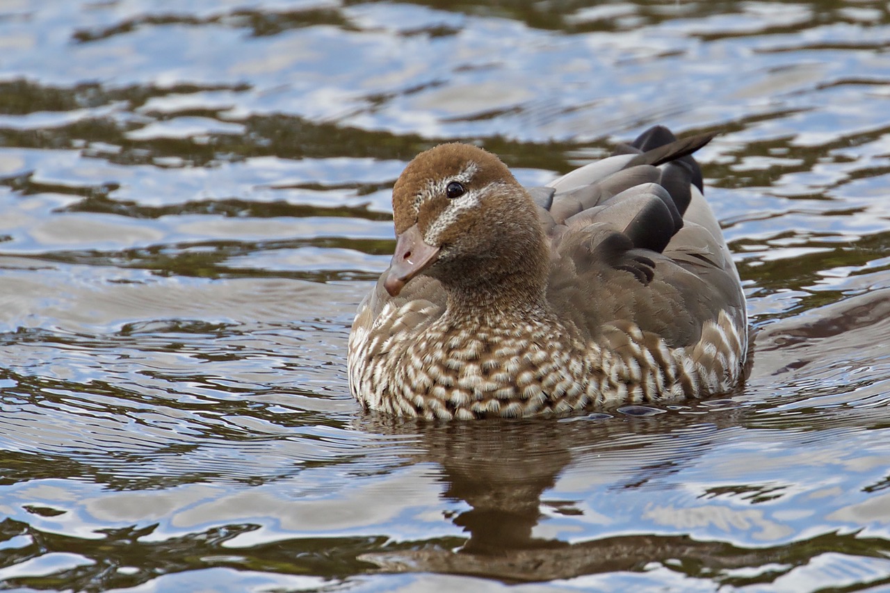 Australian native wood duck