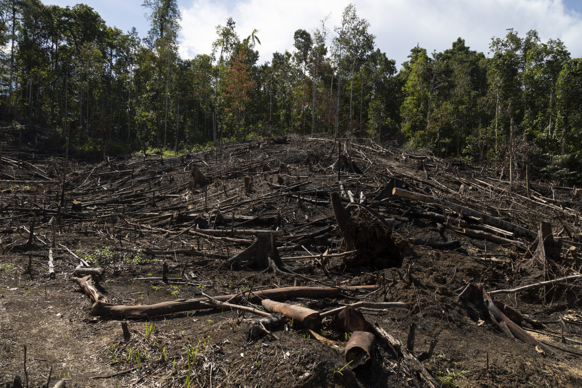 Felled tropical rainforest, West Papua