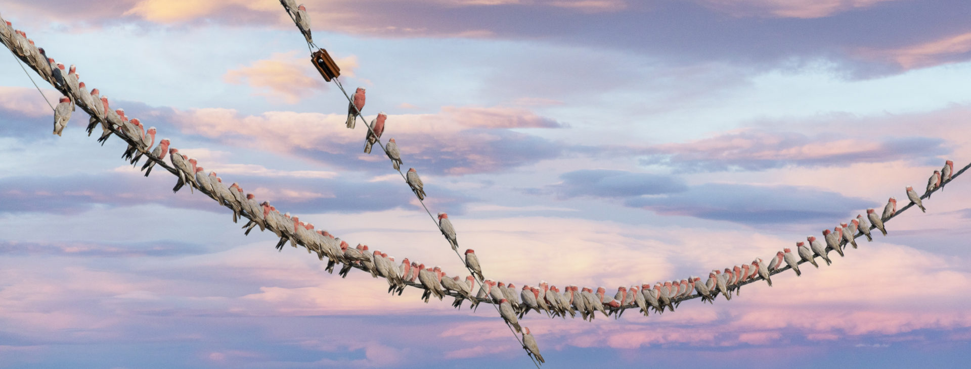 Flock of galahs