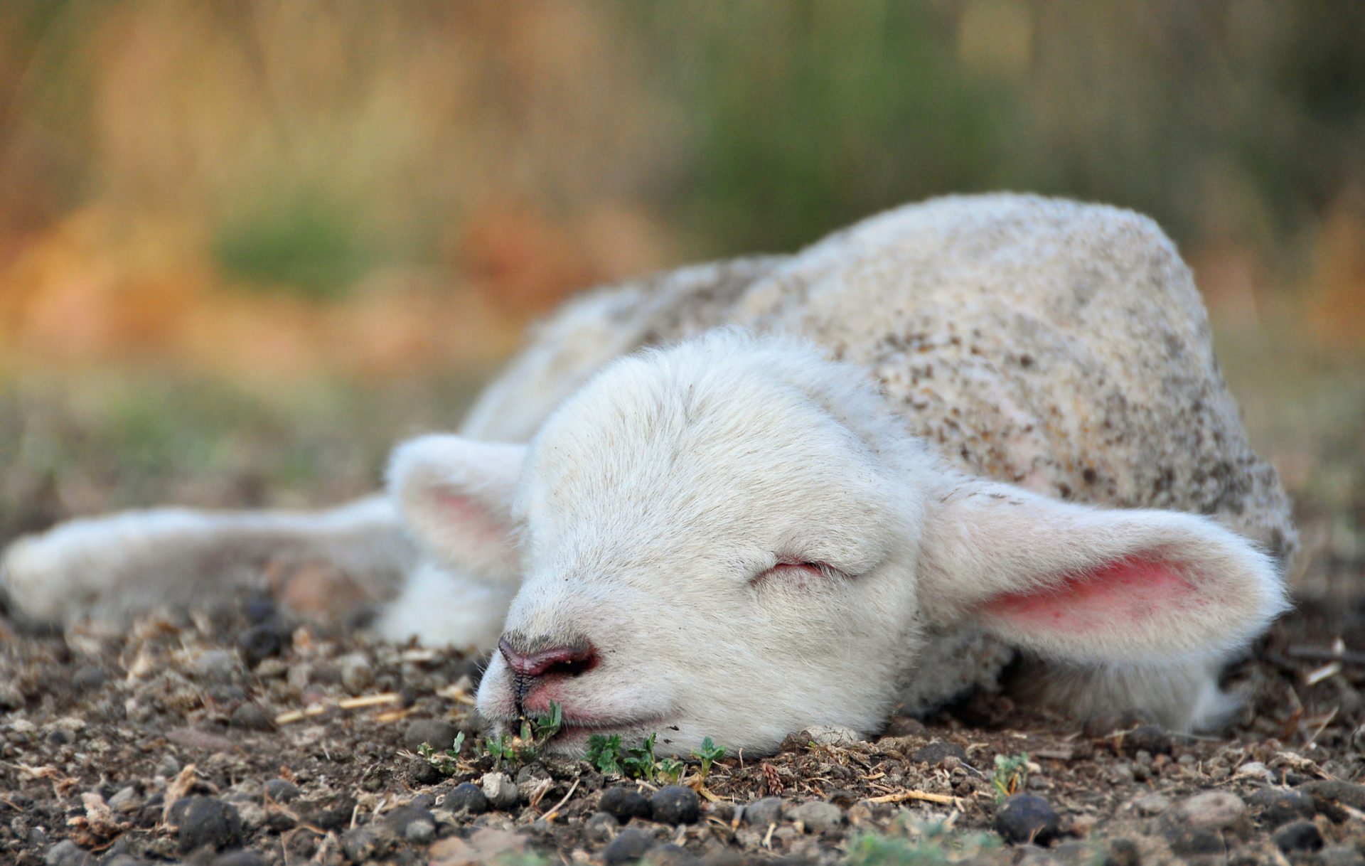 Lamb sleeping