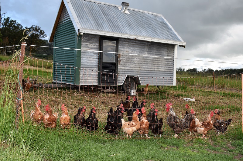 Nutshell Organic Farm