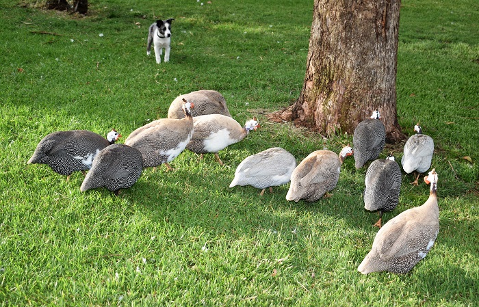 Nutshell Organic Farm