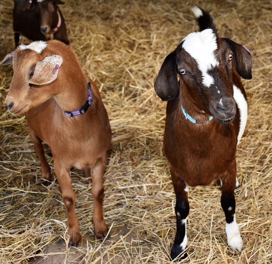 Nutshell Organic Farm