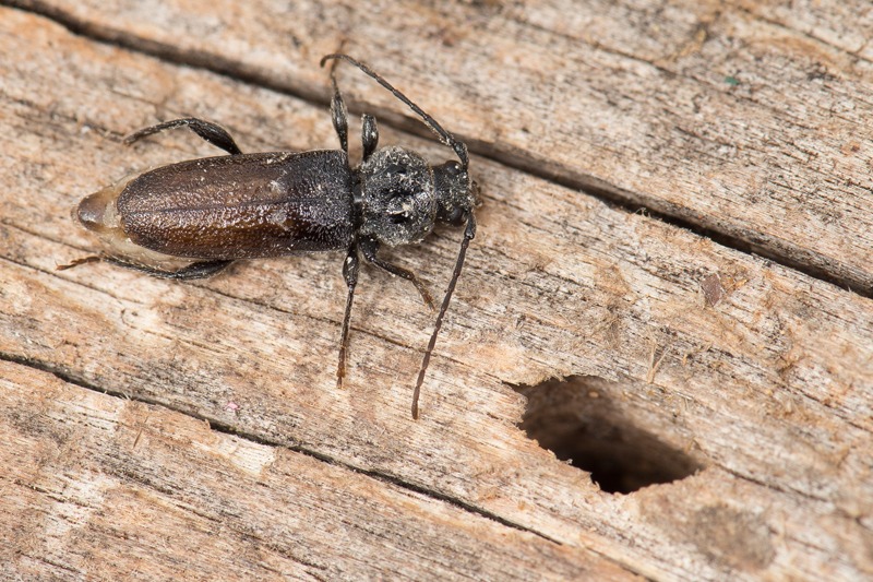 European House borer