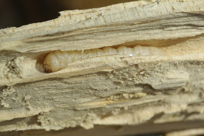 European House borer larvae tunnel