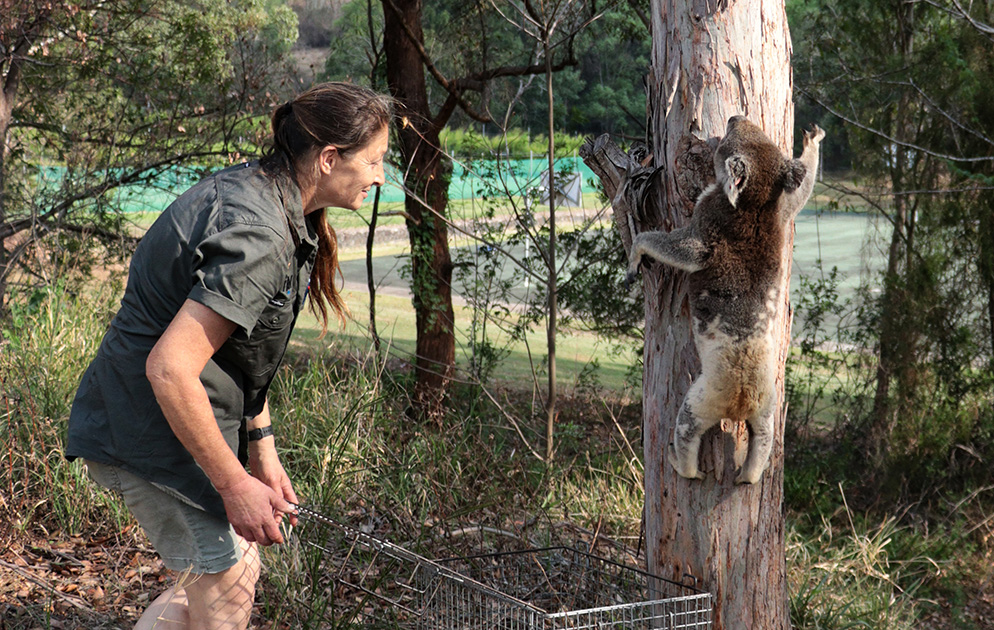 Koala release