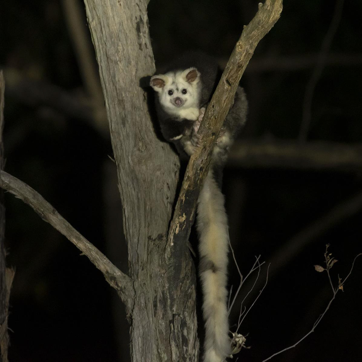 Greater Glider