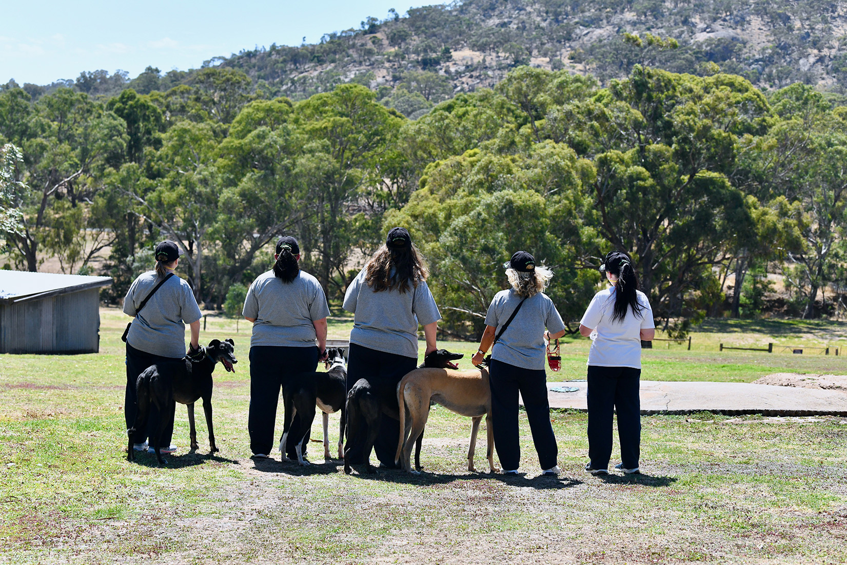 Grehound rehabilitation at Tarrangower Prison