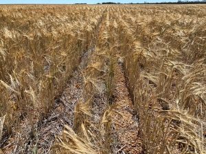 Ironstone gravel soil