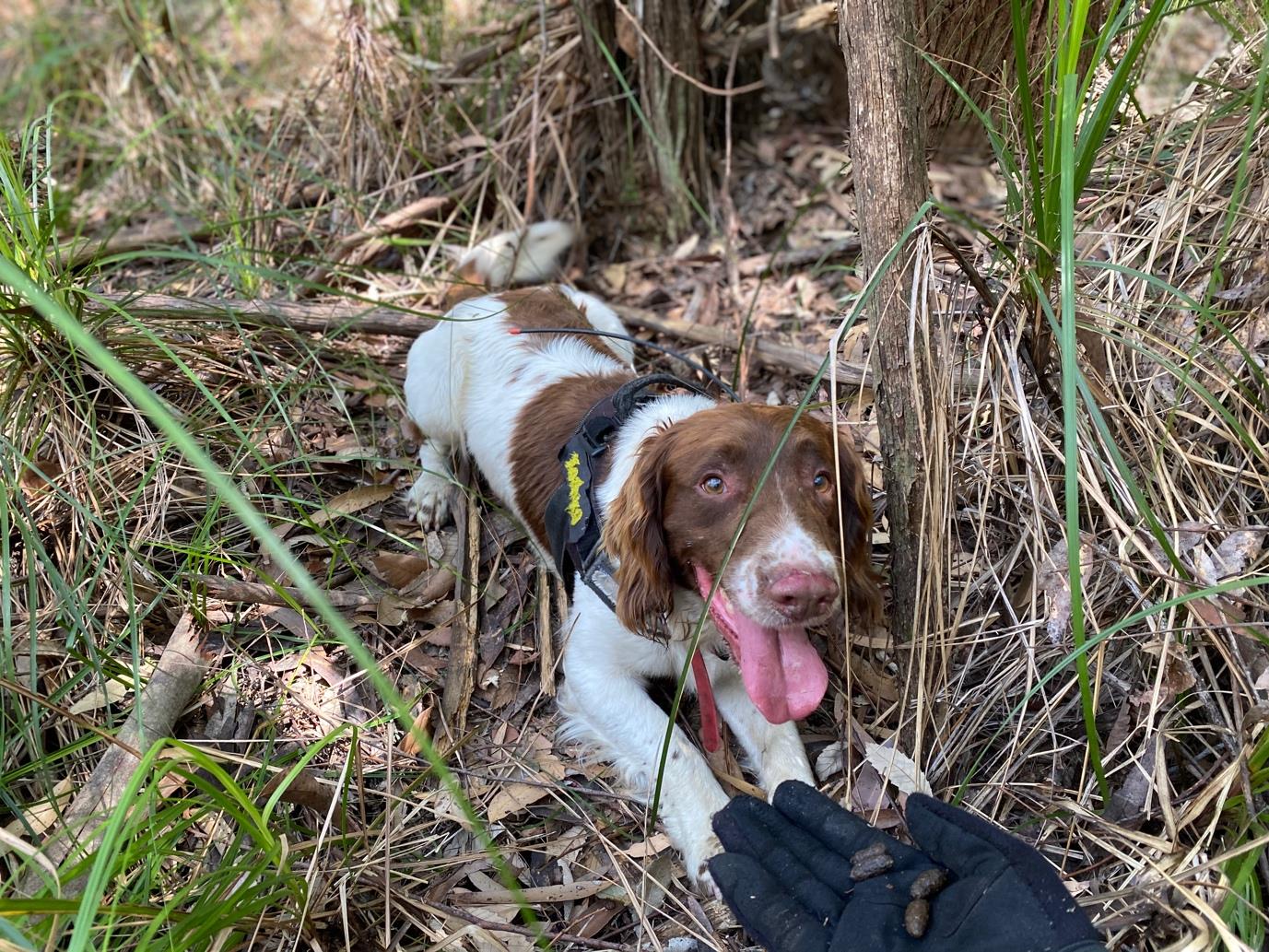 Max the koala scat sniffer dog