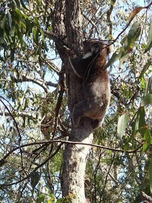 Koala at Eden