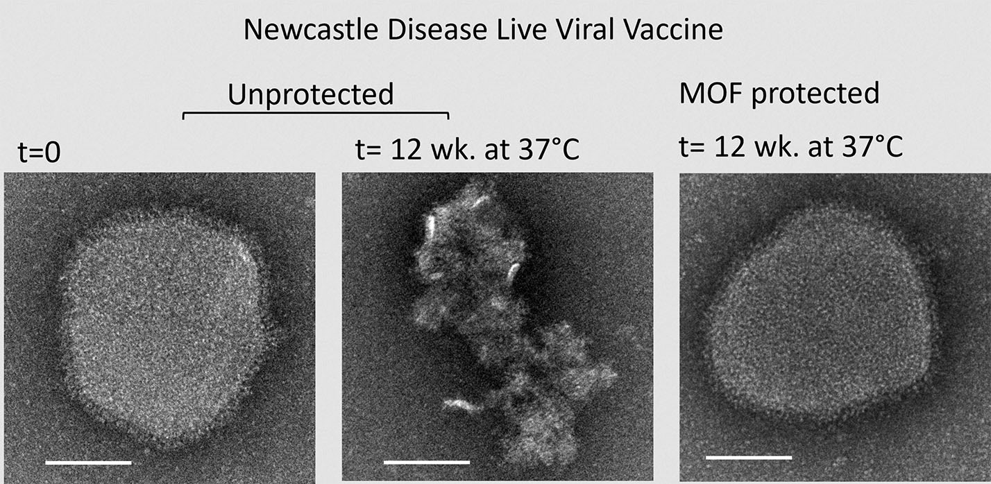 Newcastle Disease Live Viral Vaccine