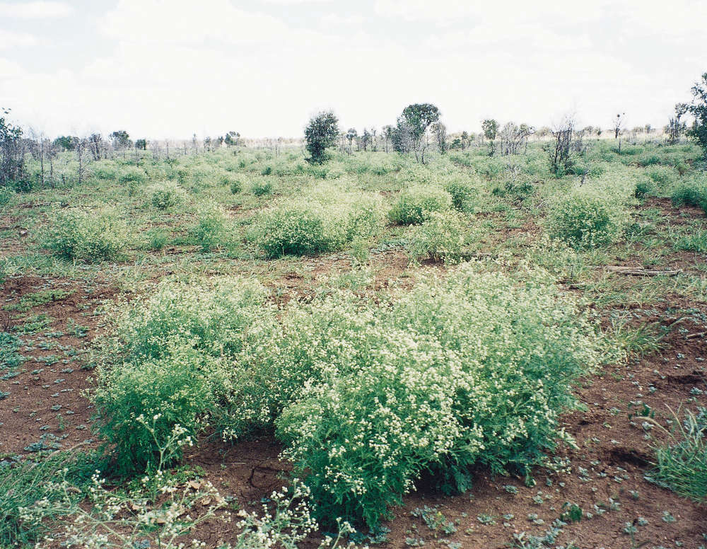 Parthenium