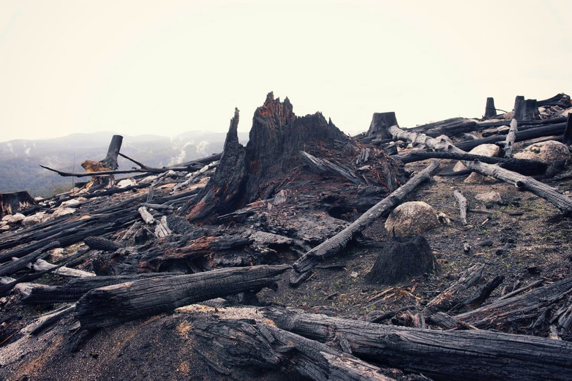 Rubicon logged forest