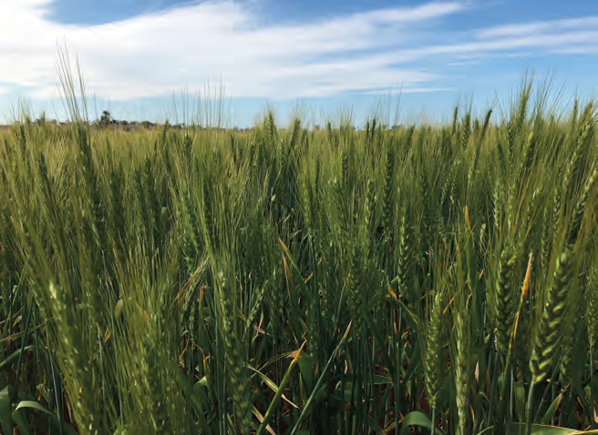 Wheat crop