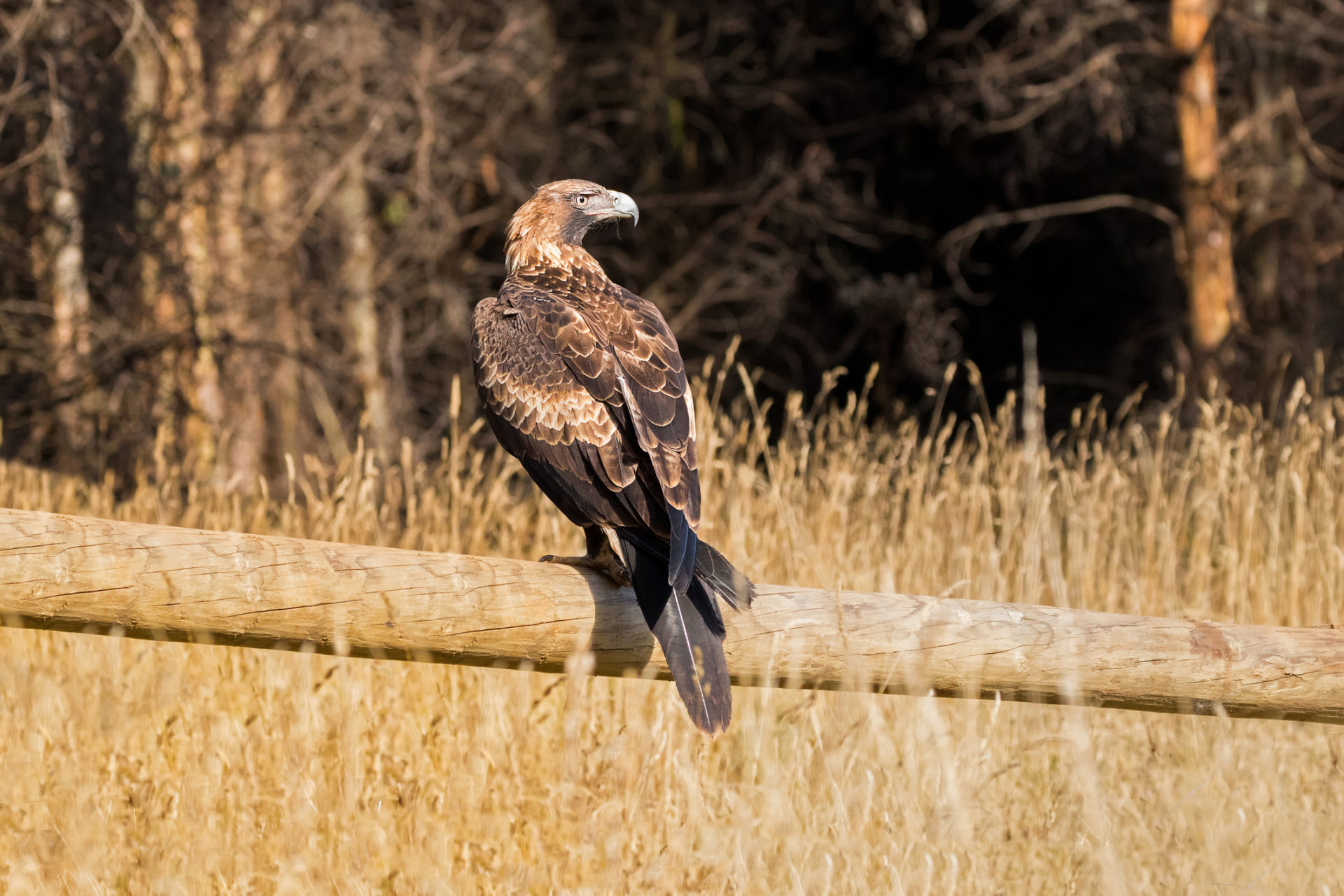 Wedge tailed eagle on fence