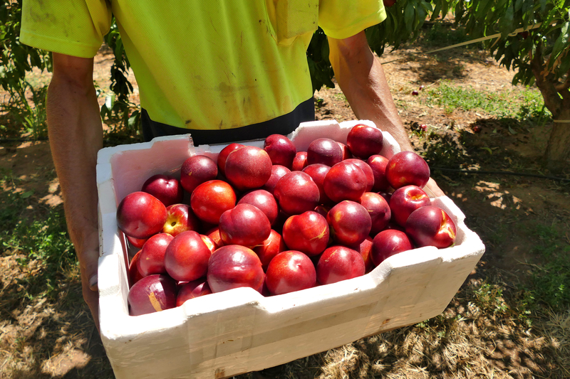 Worker with box of apples